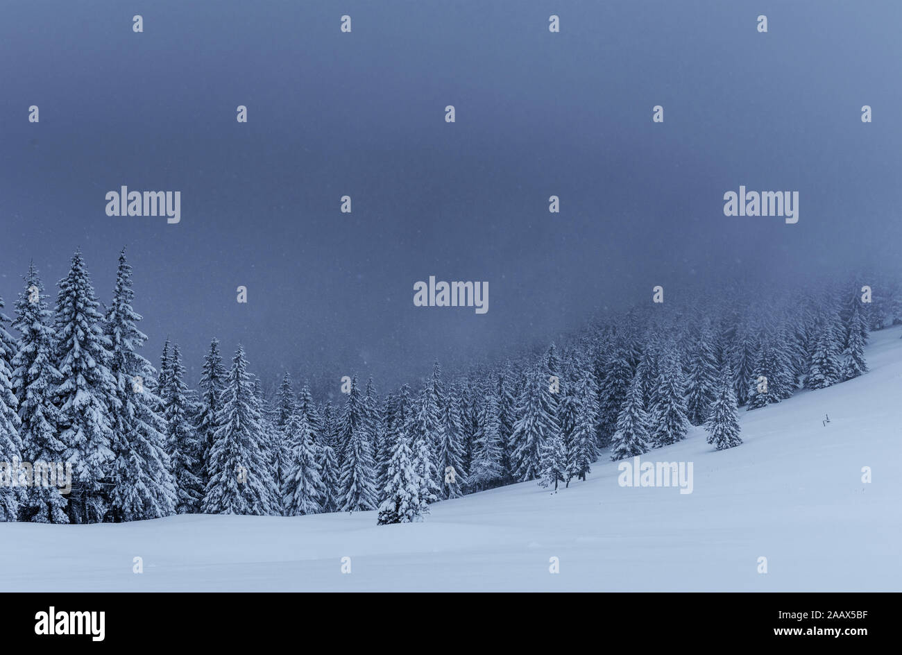 Majestic winter landscape, pine forest with trees covered with snow. A ...