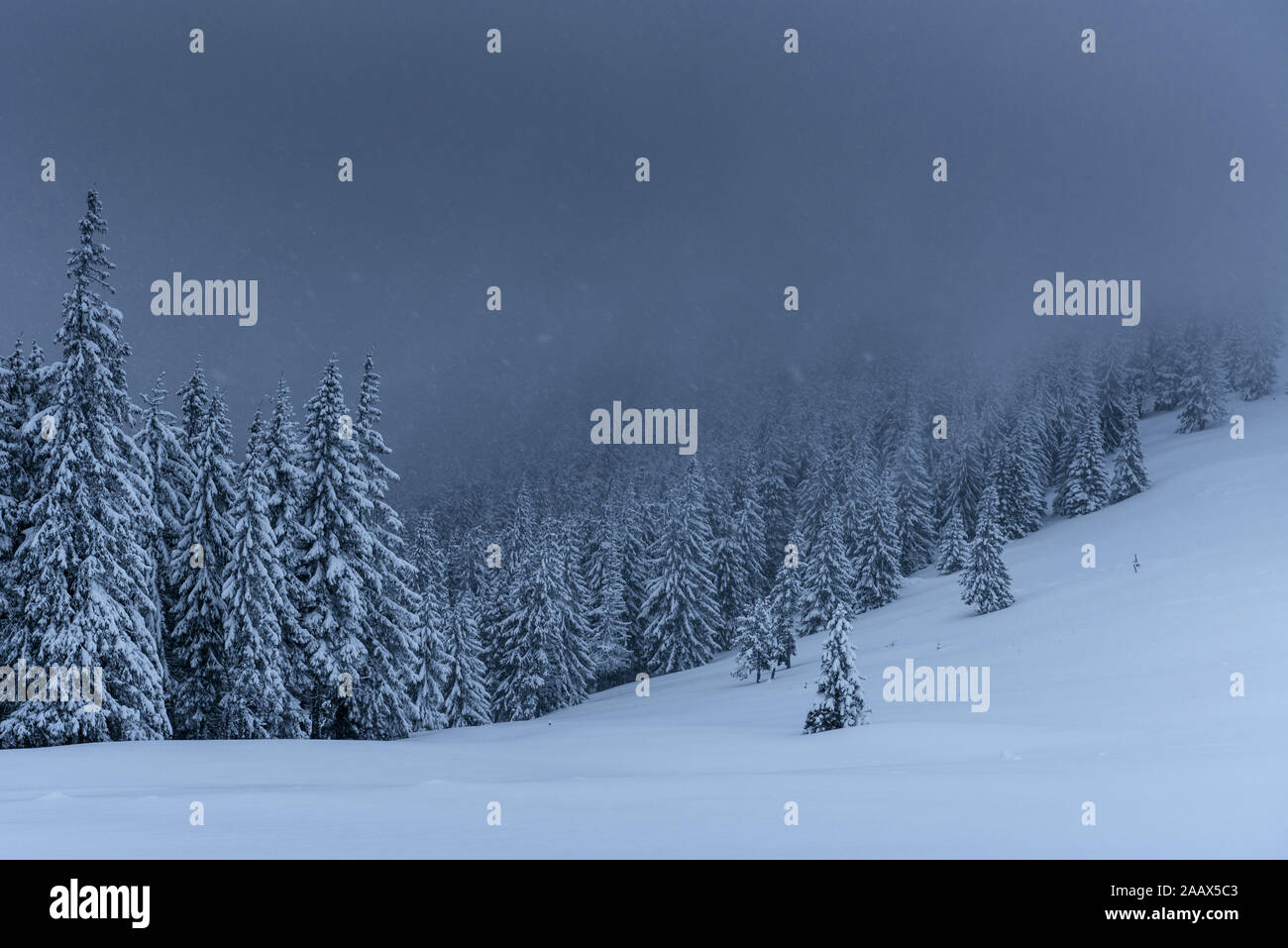 Majestic winter landscape, pine forest with trees covered with snow. A ...