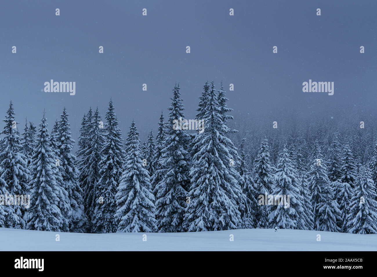 Majestic winter landscape, pine forest with trees covered with snow. A ...