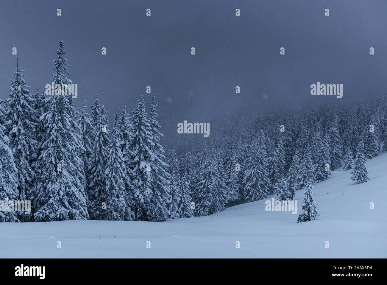 Majestic winter landscape, pine forest with trees covered with snow. A ...