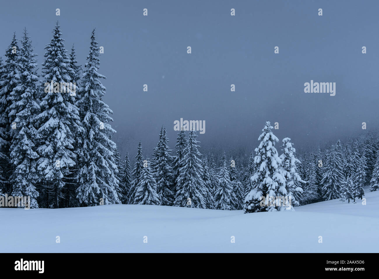 Majestic winter landscape, pine forest with trees covered with snow. A ...