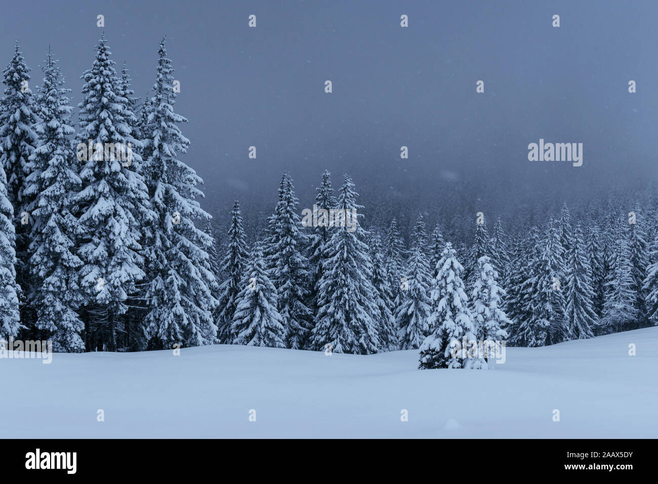 Majestic winter landscape, pine forest with trees covered with snow. A ...