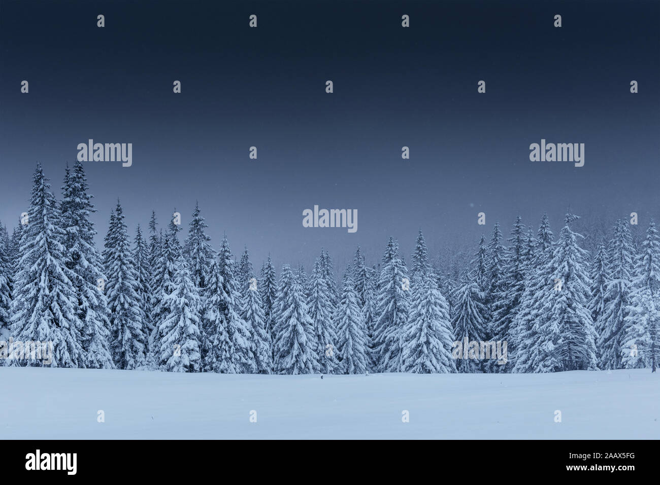 Majestic winter landscape, pine forest with trees covered with snow. A ...