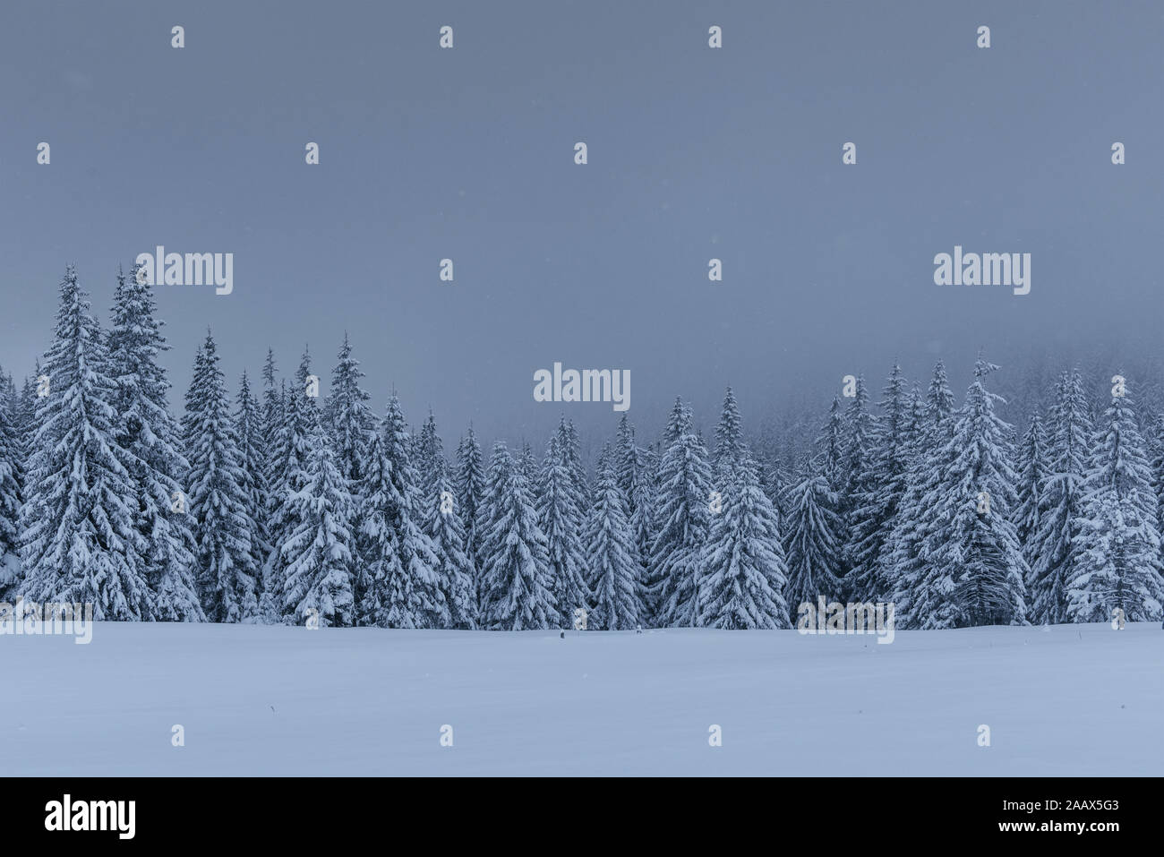 Majestic winter landscape, pine forest with trees covered with snow. A ...