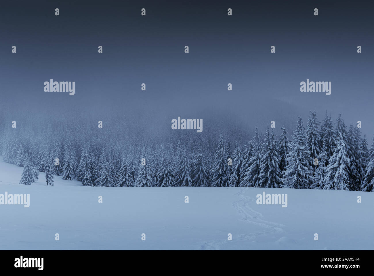 Majestic winter landscape, pine forest with trees covered with snow. A ...