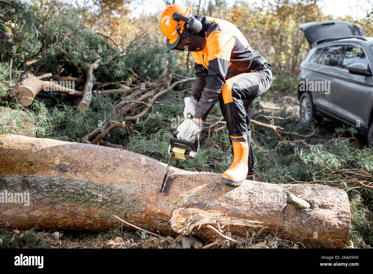 Professional lumberman in protective workwear sawing a tree trunk in the forest with his SUV car on the background Stock Photo