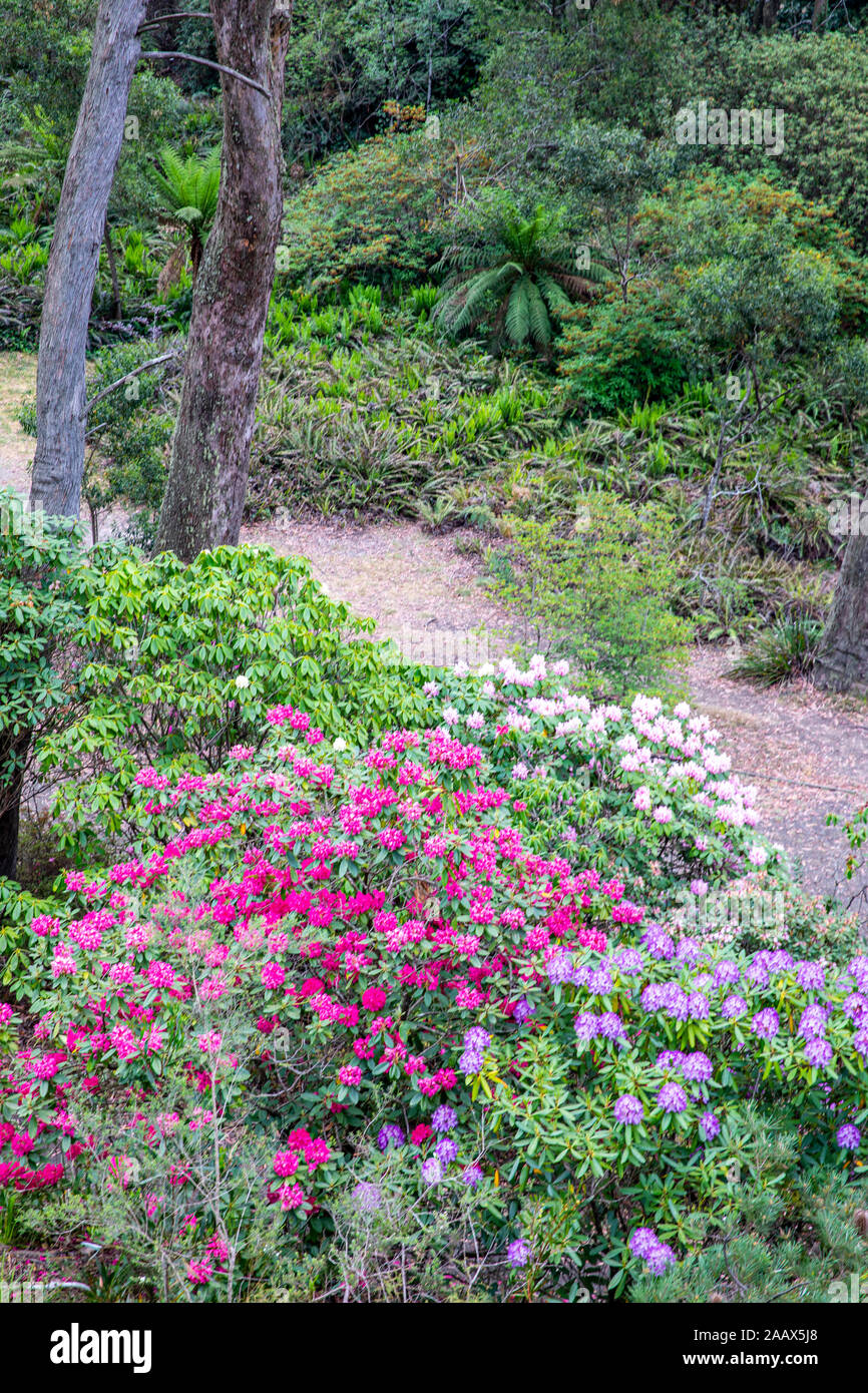 The Campbell Rhododendron Gardens in Blackheath blue mountains national ...