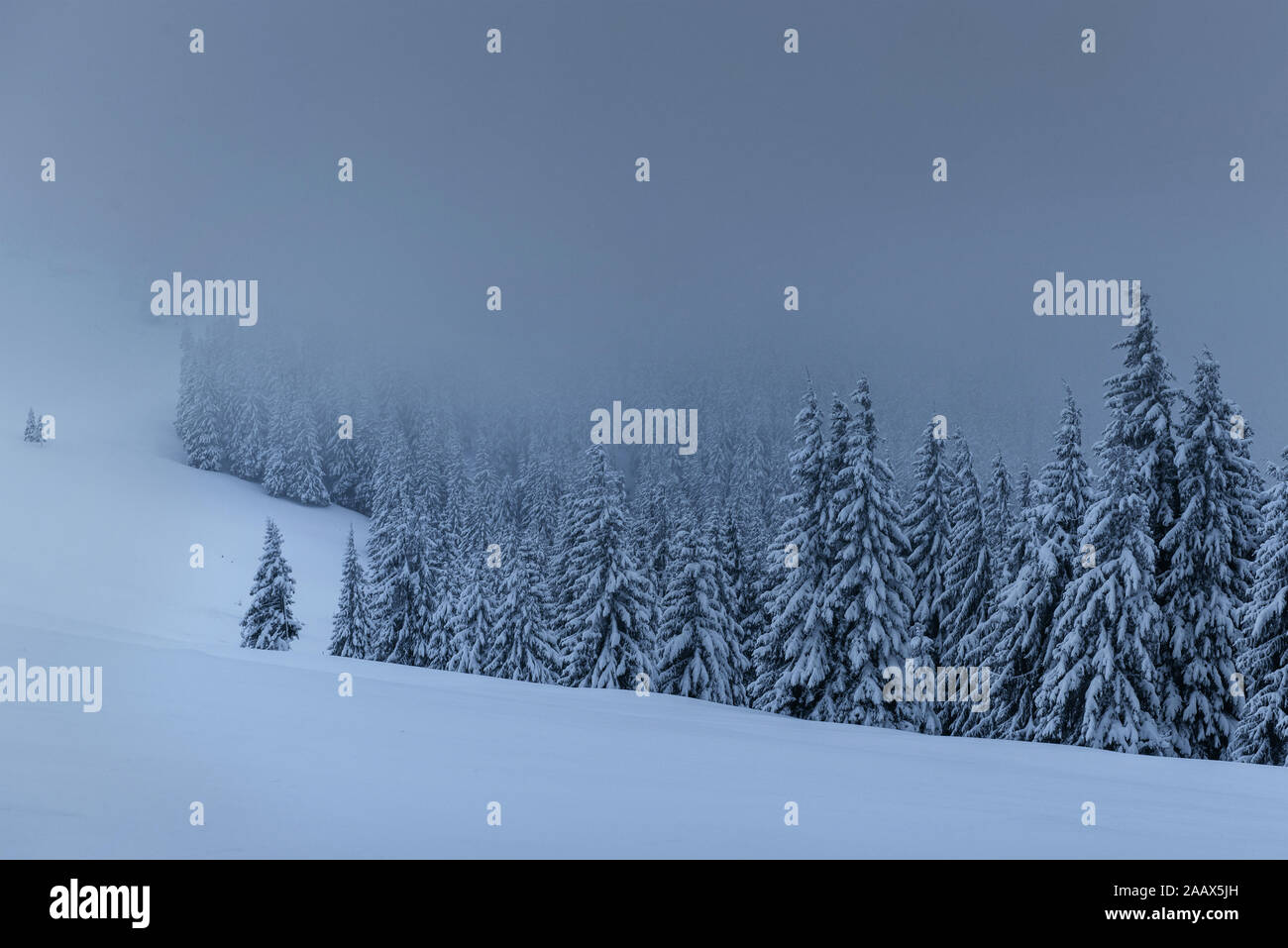 Majestic winter landscape, pine forest with trees covered with snow. A ...