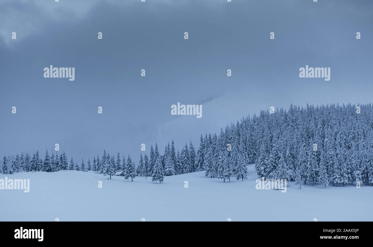 Majestic winter landscape, pine forest with trees covered with snow. A ...