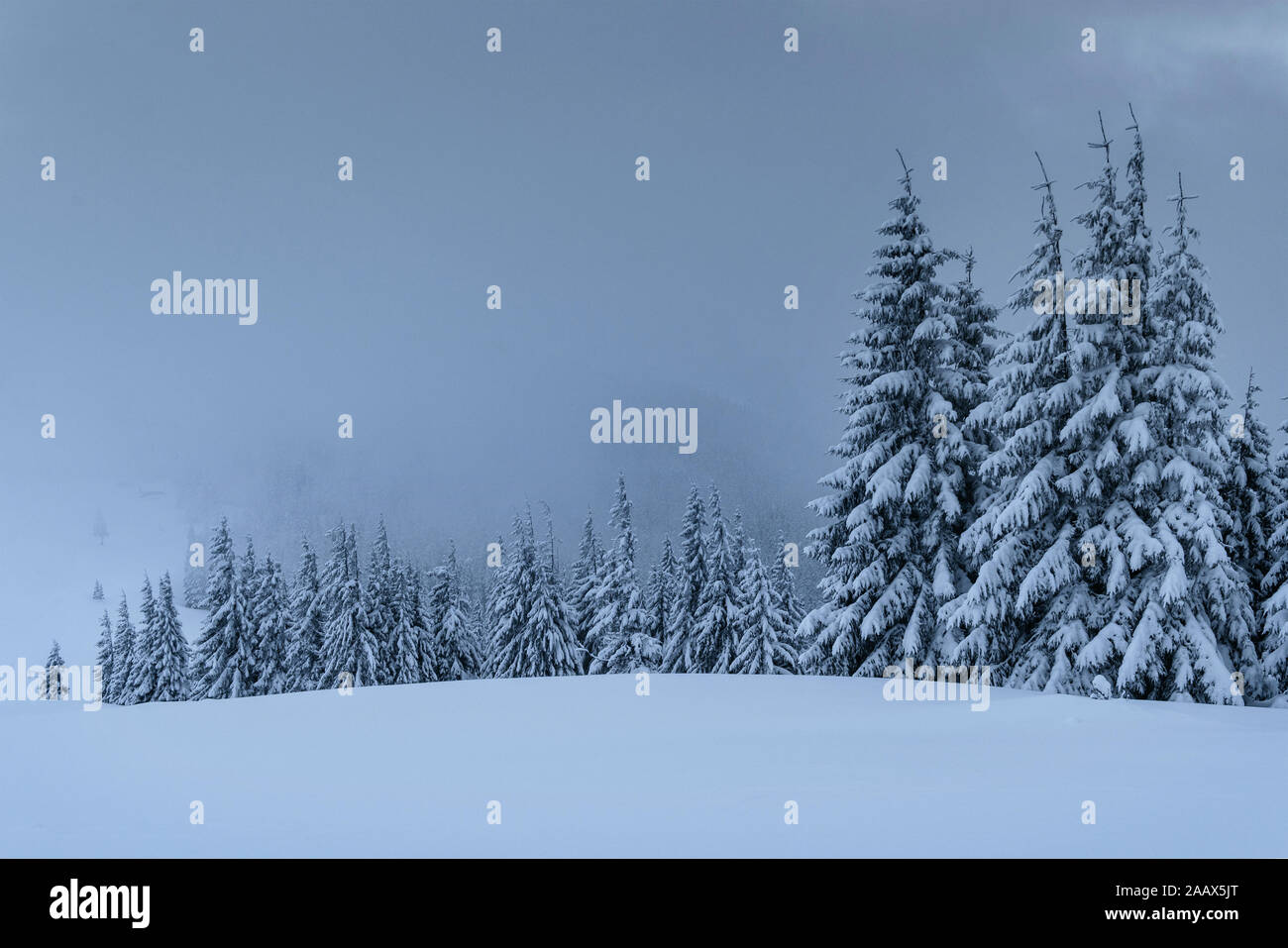 Majestic winter landscape, pine forest with trees covered with snow. A ...