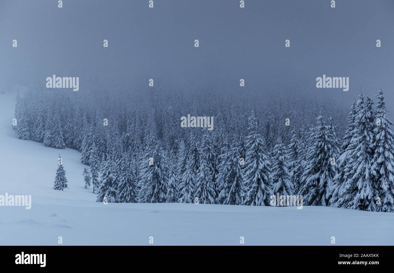 Majestic winter landscape, pine forest with trees covered with snow. A ...