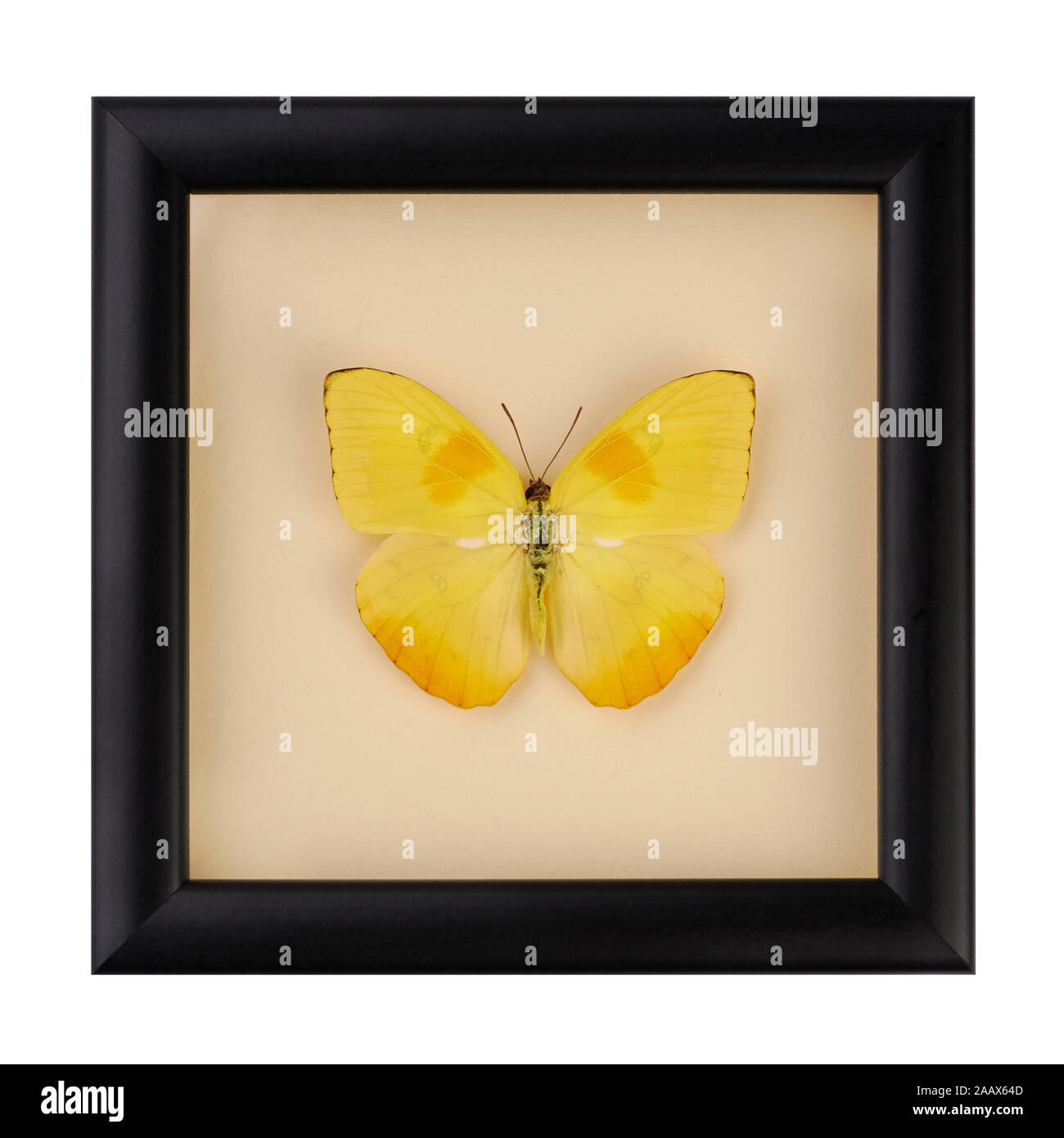 Beautiful yellow butterfly in a black frame under glass. A rare species of butterflies. Phoebis philea butterfly isolated on white background Stock Photo
