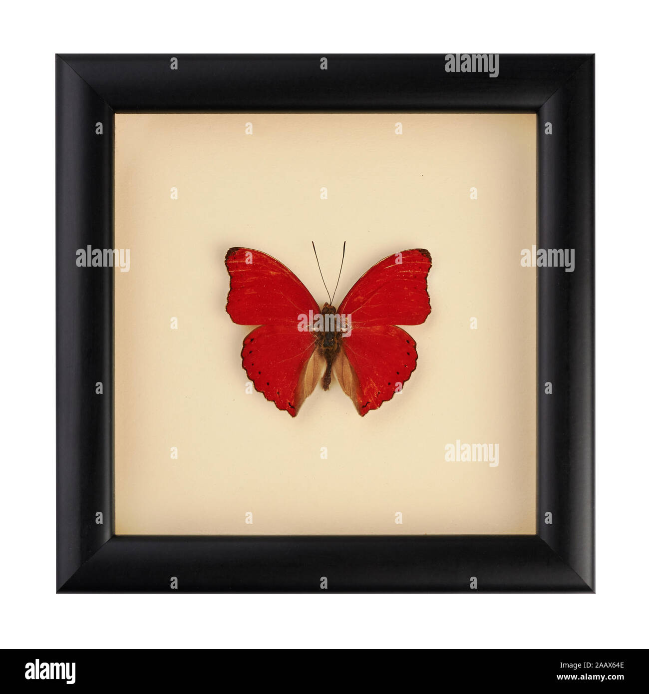 Beautiful red butterfly in a black frame under glass. A rare species of butterflies. Cymothoe excelsa. Nymphalidae Stock Photo