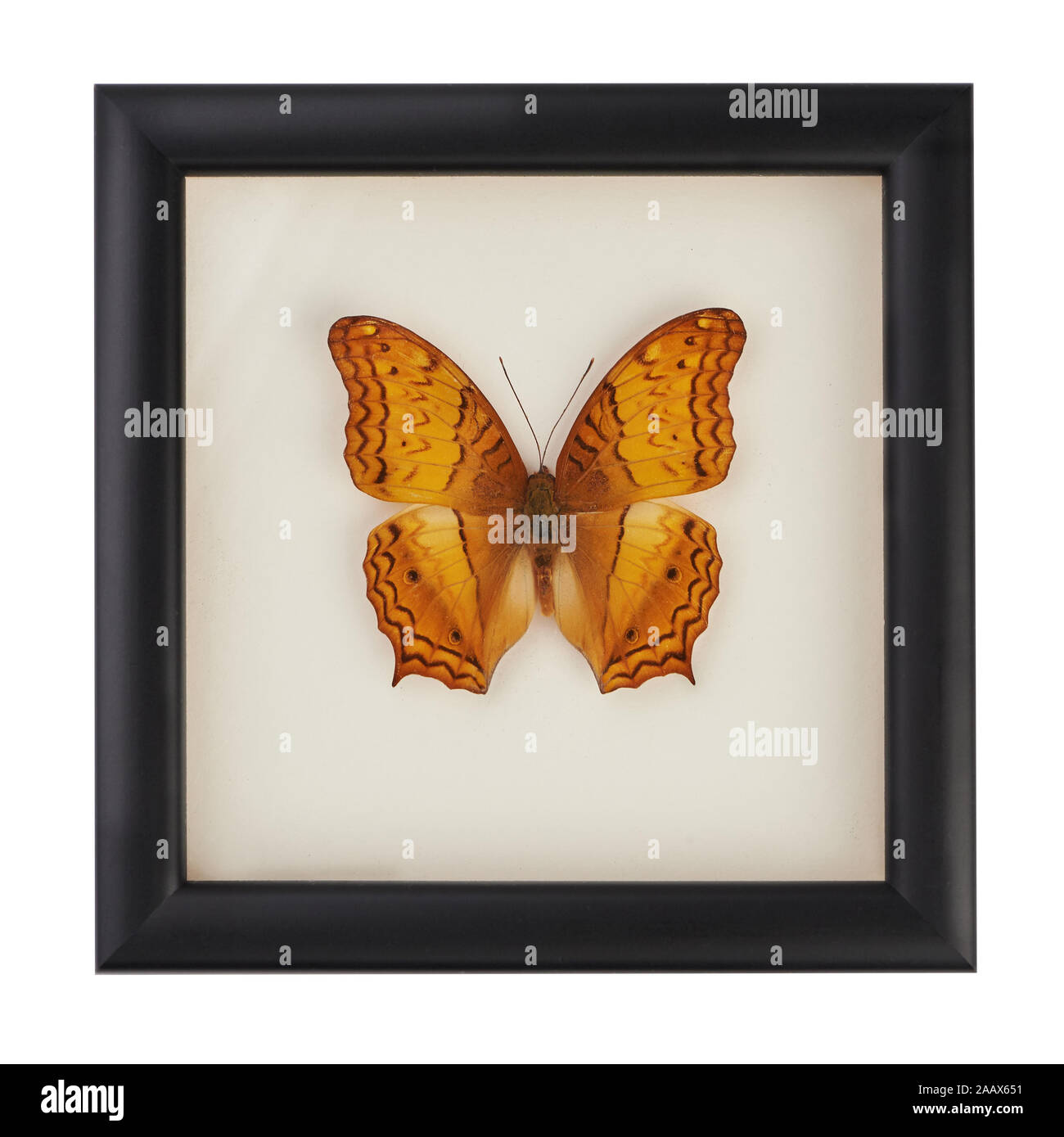 Beautiful yellow and orange butterfly in a black frame under glass. A rare species of butterflies. Vindula erota butterfly isolated on white Stock Photo