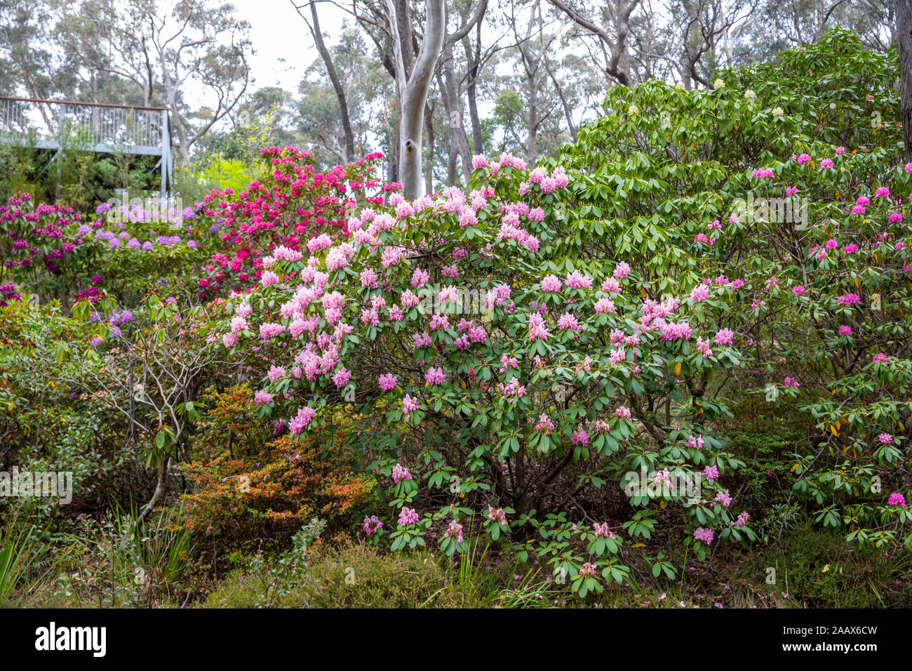 Blackheath blue mountains new Campbells Rhododendron garden in summer ...