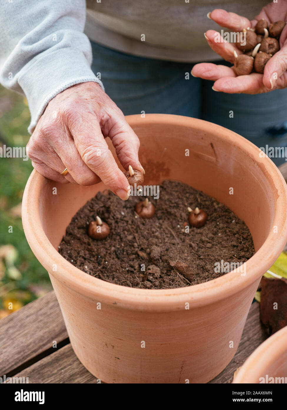 Gardener planting crocus corms in a terracotta pot. Stock Photo