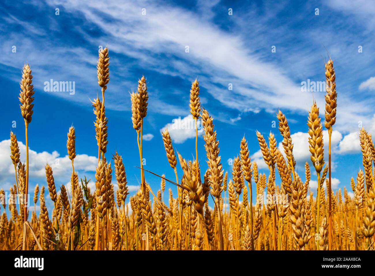 Ripe ears of wheat against the blue sky with clouds Stock Photo - Alamy