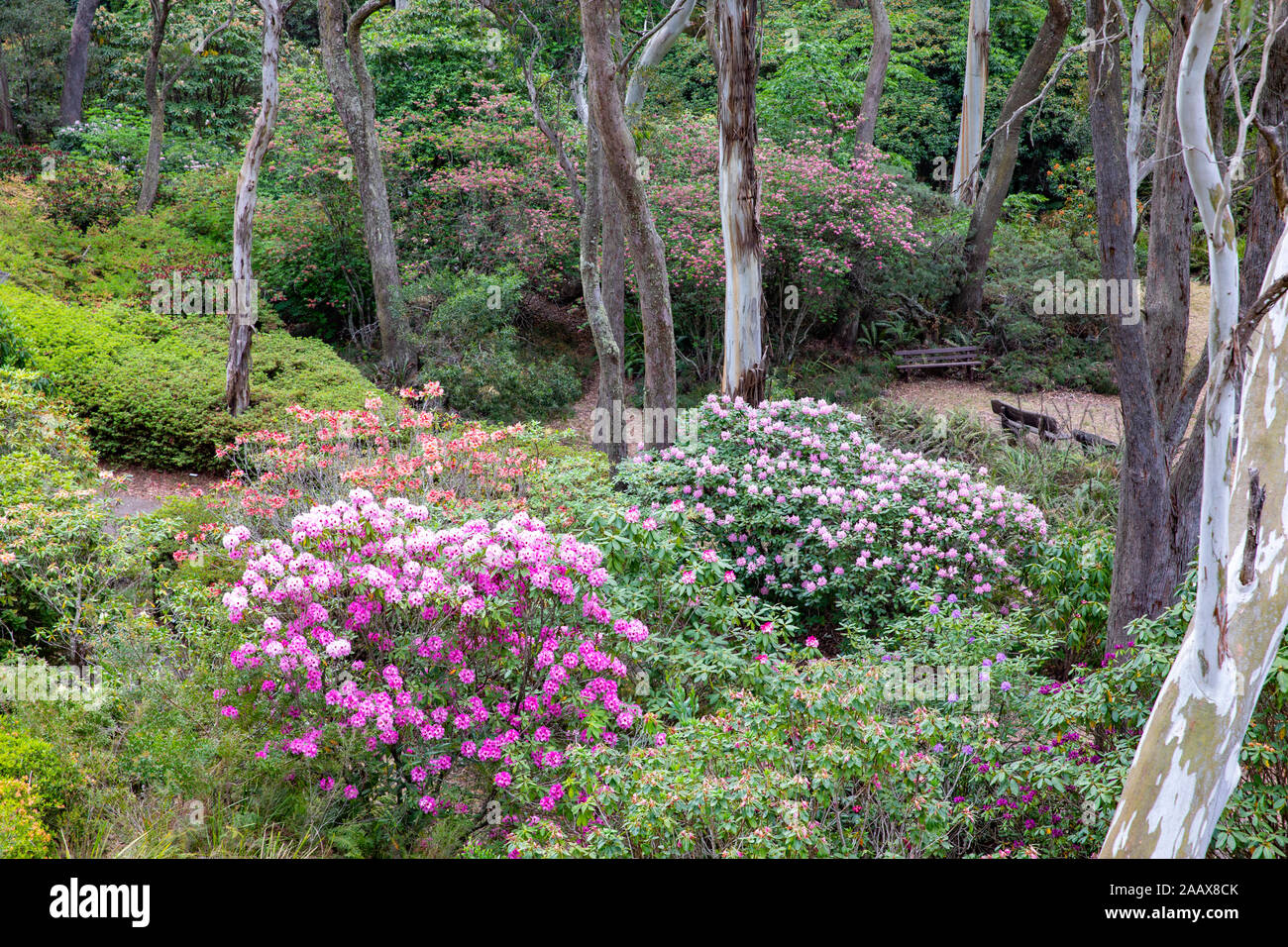 Blackheath blue mountains new Campbells Rhododendron garden in summer ...