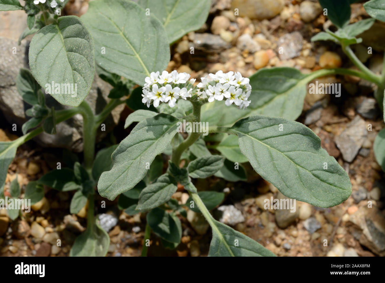 Heliotropium europaeum (European heliotrope) is native to Europe, Asia, and North Africa and has flowers that are said to track the sun Stock Photo