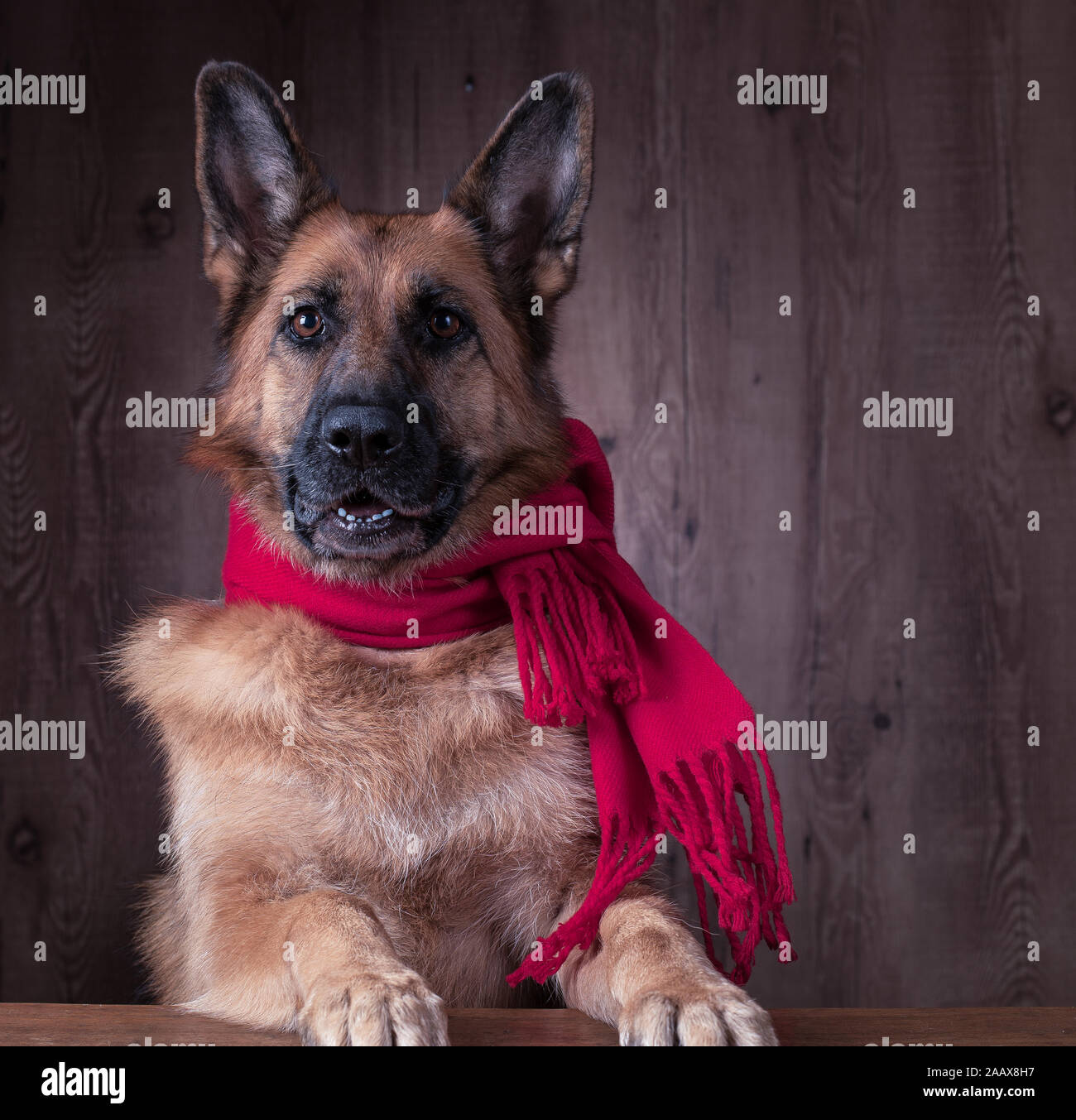 How Cold Is Too Cold For German Shepherd Puppy