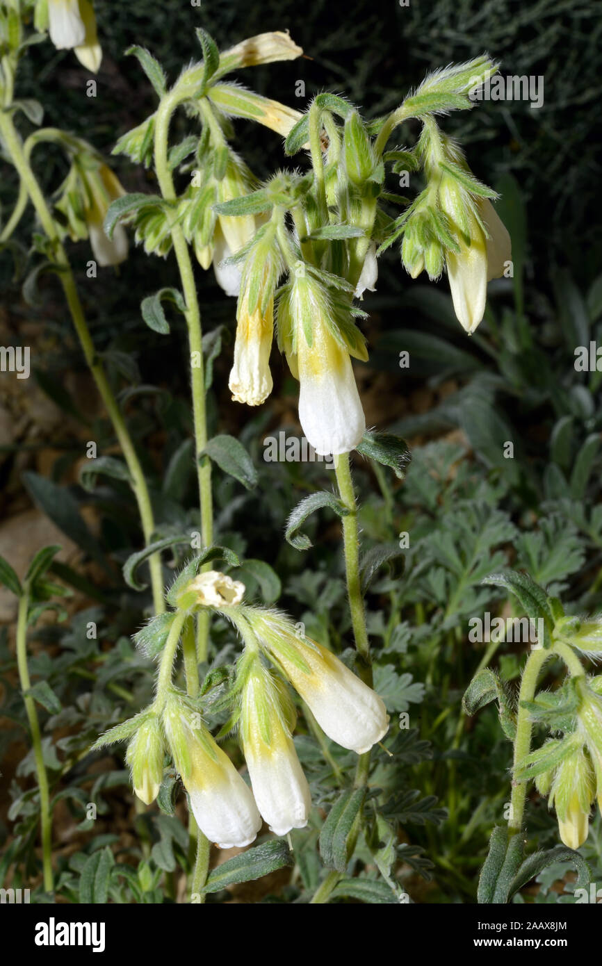 Onosma nana is a alpine plant found in high limestone cliffs of Turkey. Stock Photo