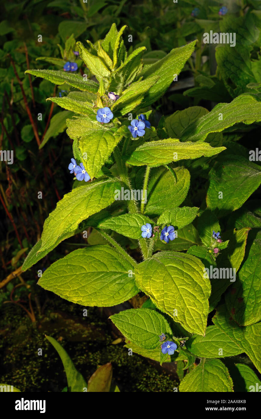 Pentaglottis sempervirens (green alkanet) is a perennial plant native to Western Europe and usually found in damp or shaded places. Stock Photo