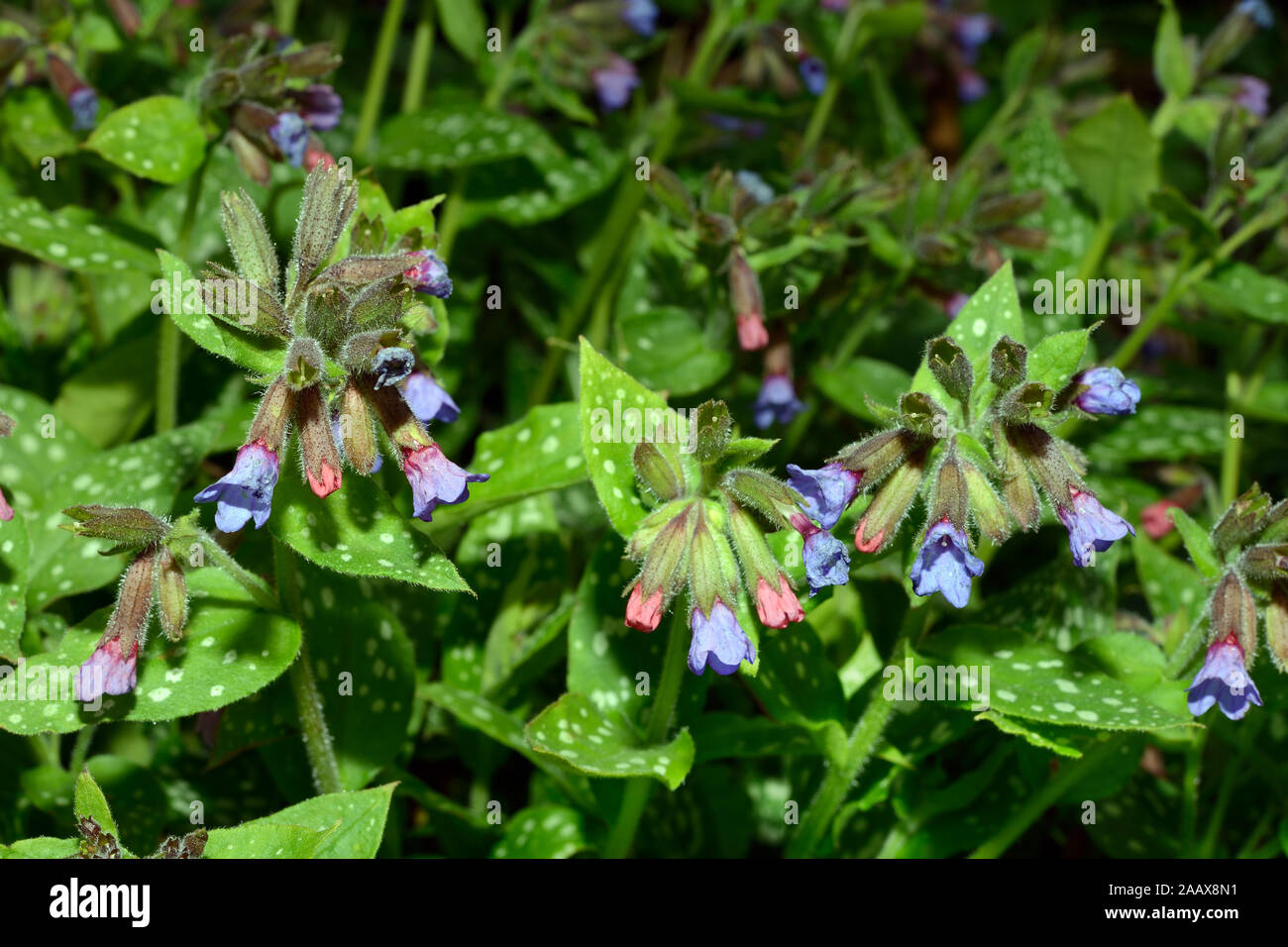 Pulmonaria officinalis (lungwort) is thought to be one of the most widespread plants in Europe. It occurs in deciduous and beech mixed forests. Stock Photo