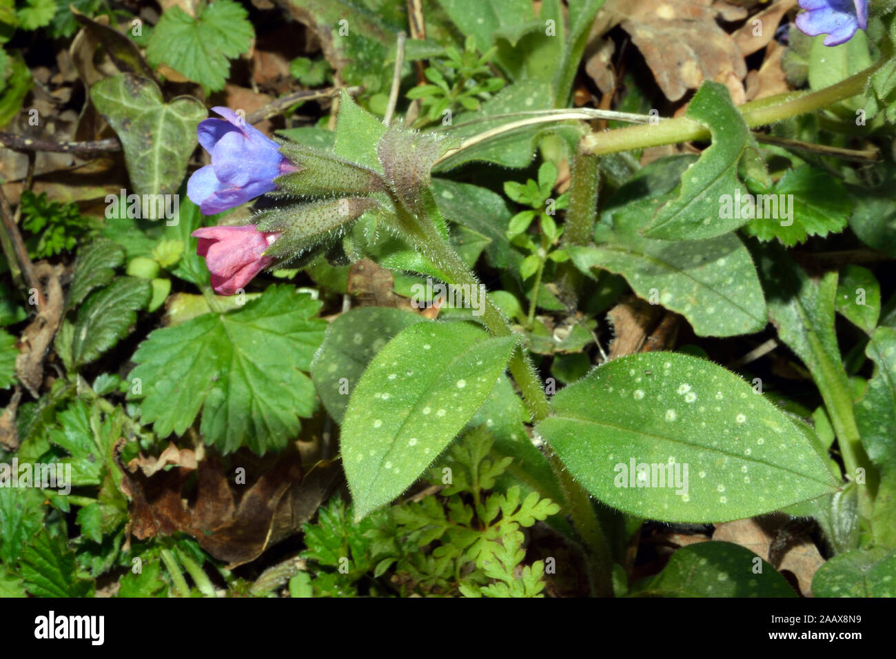 Pulmonaria officinalis (lungwort) is thought to be one of the most widespread plants in Europe. It occurs in deciduous and beech mixed forests. Stock Photo