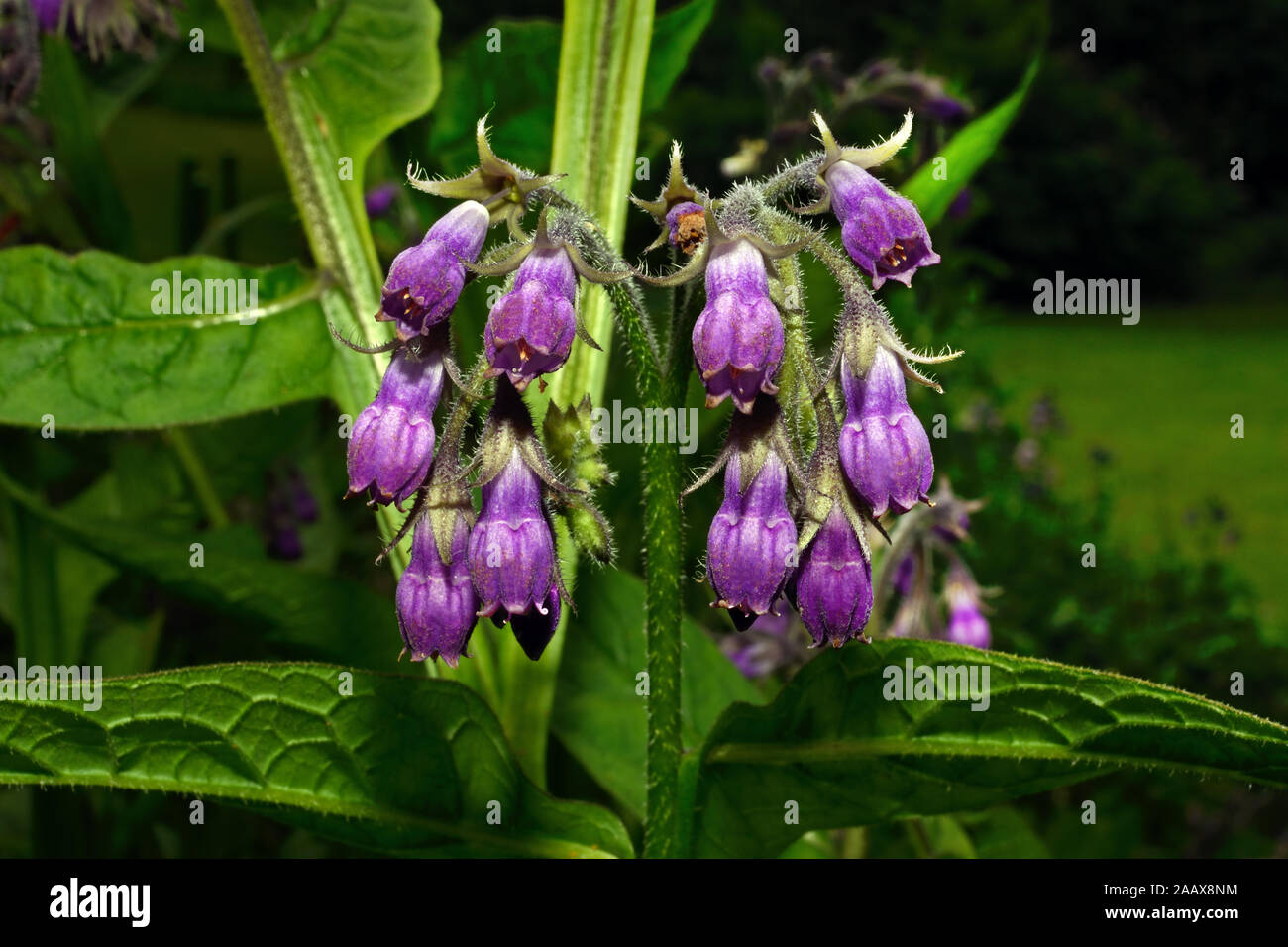 Symphytum officinale (comfrey) is native to Europe where it growes in damp, grassy places. Stock Photo