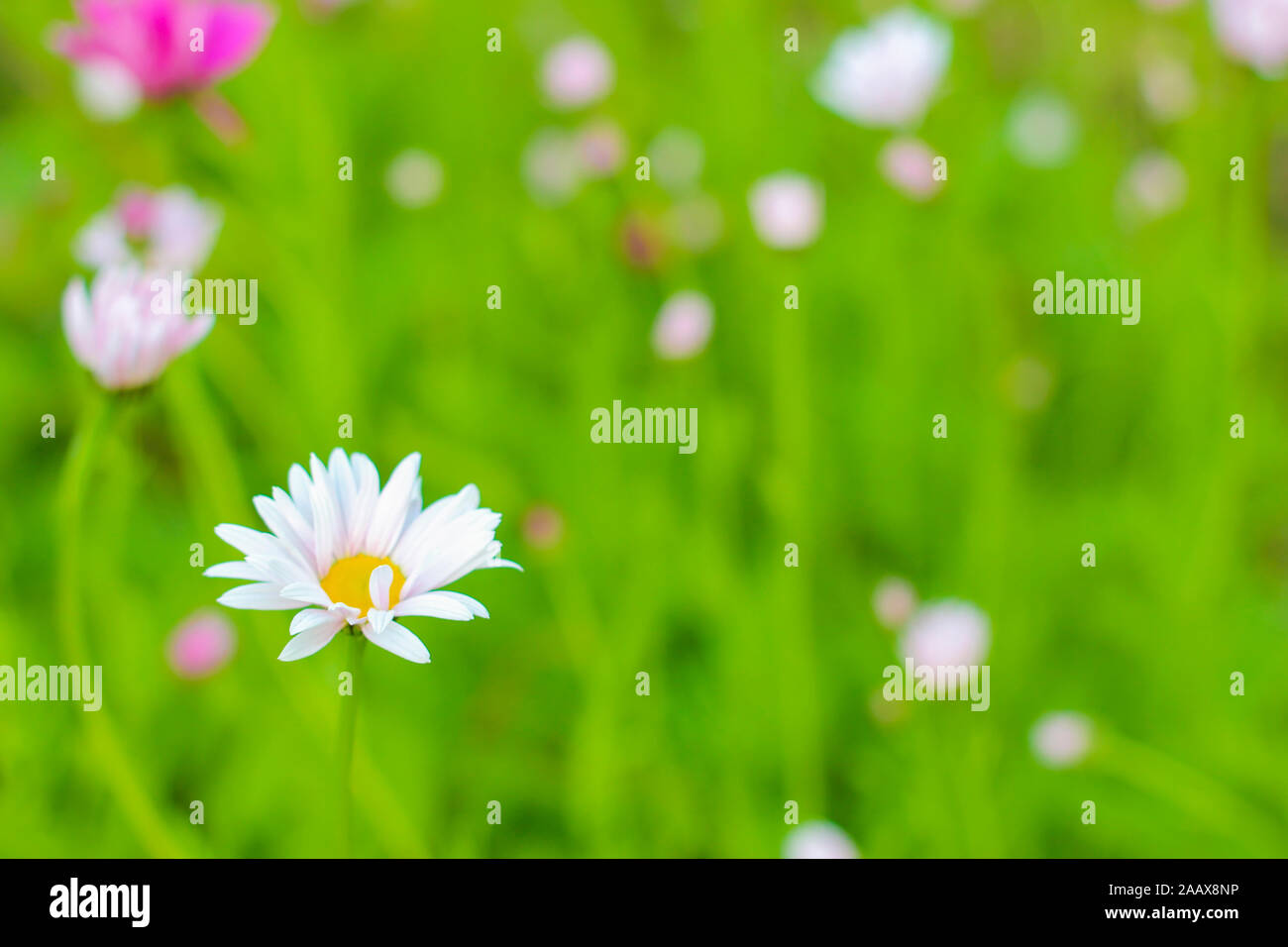 White daisy on a green meadow close-up Stock Photo