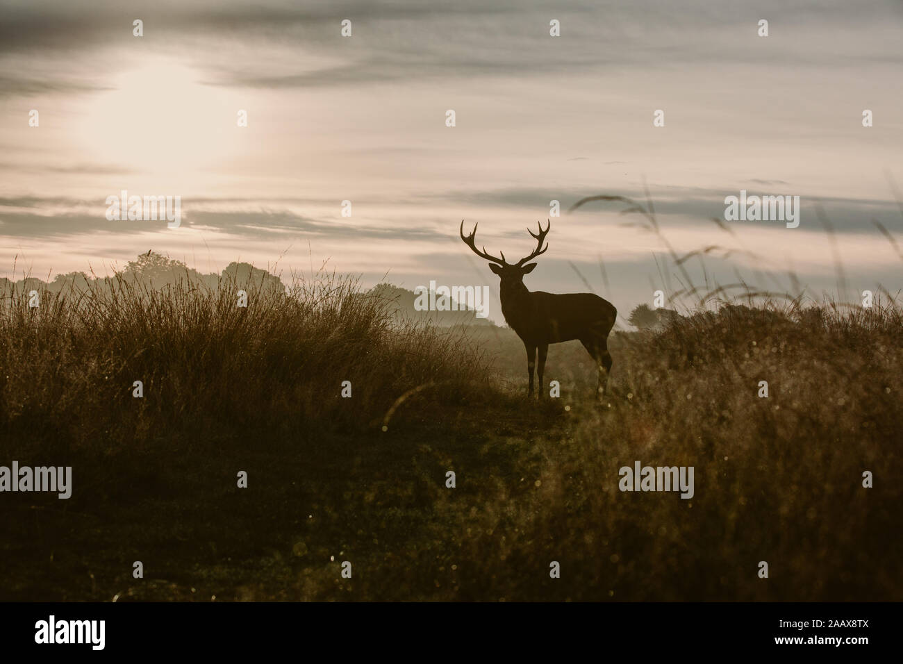 Silhouette of a Stags during autumn in Richmond Park Stock Photo