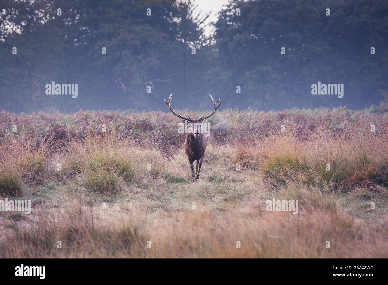 Stag walking towards during the autumn rut in Richmond Park Stock Photo