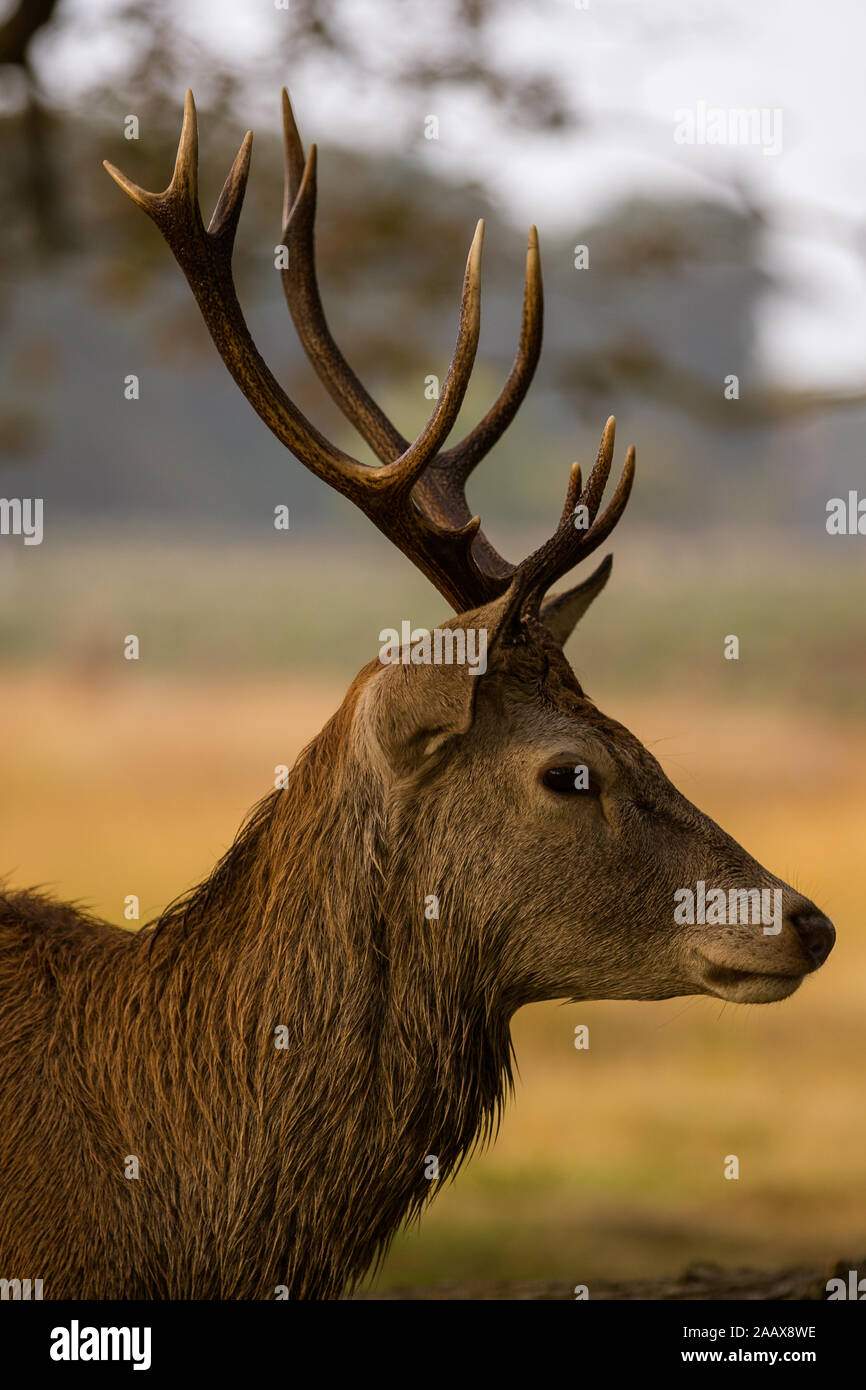 Close up of a Stag during the autumn rut in Richmond Park Stock Photo
