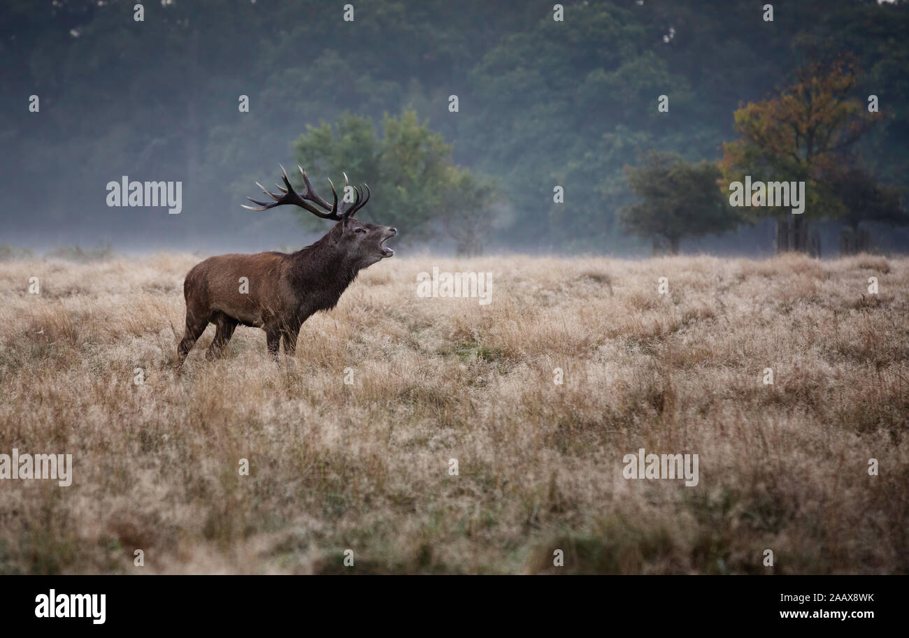 Bellowing stag during the autumn rut in Richmond Park Stock Photo