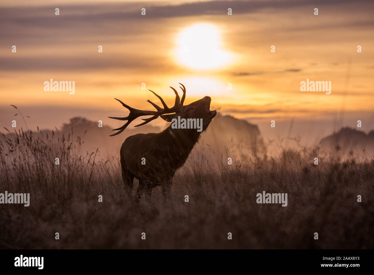 Bellowing stag during the sunrise on an autumn in Richmond Park. Stock Photo