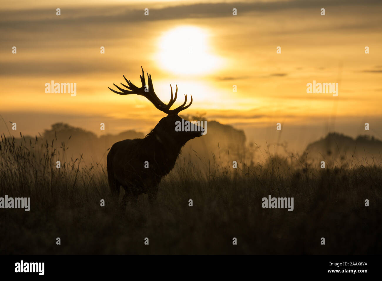 Deers and Stags during autumn in Richmond Park Stock Photo