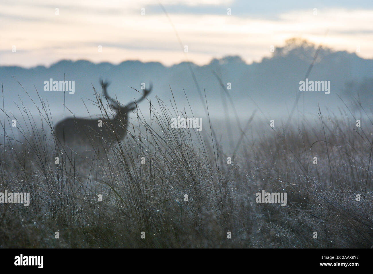 silhouette of a stag behind long grass during autumn in Richmond Park Stock Photo