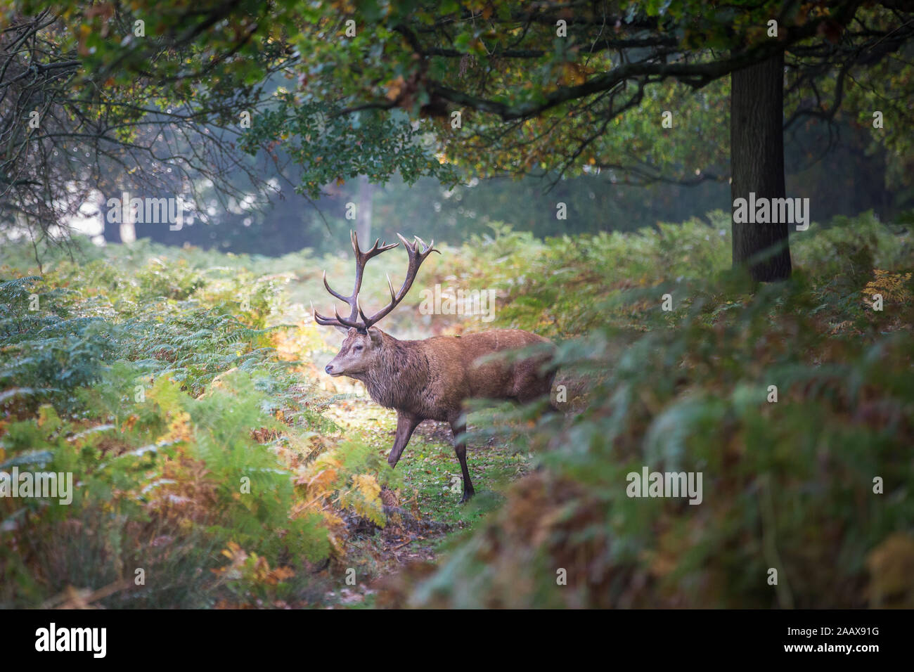 Stag during the autumn rut in Richmond Park Stock Photo