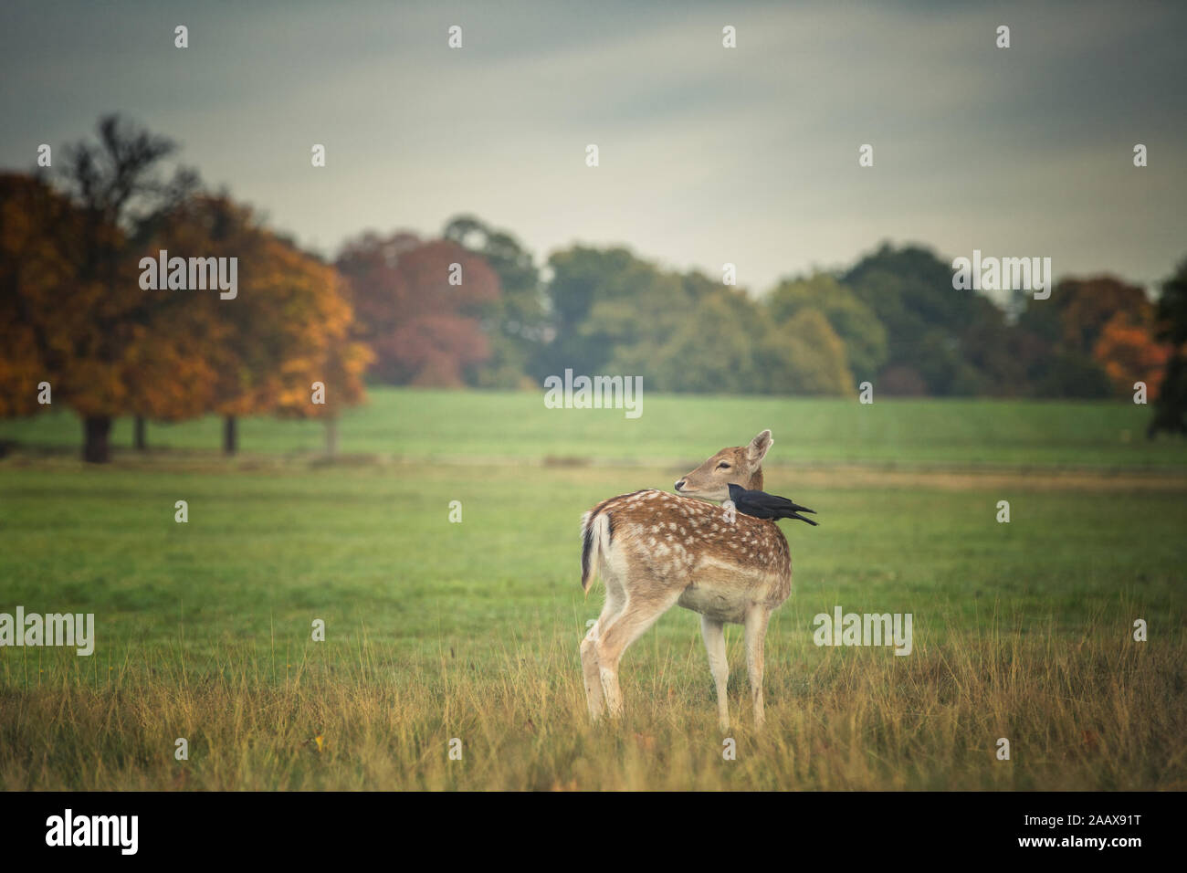 Deer and her black bird during the autumn in Richmond Park Stock Photo