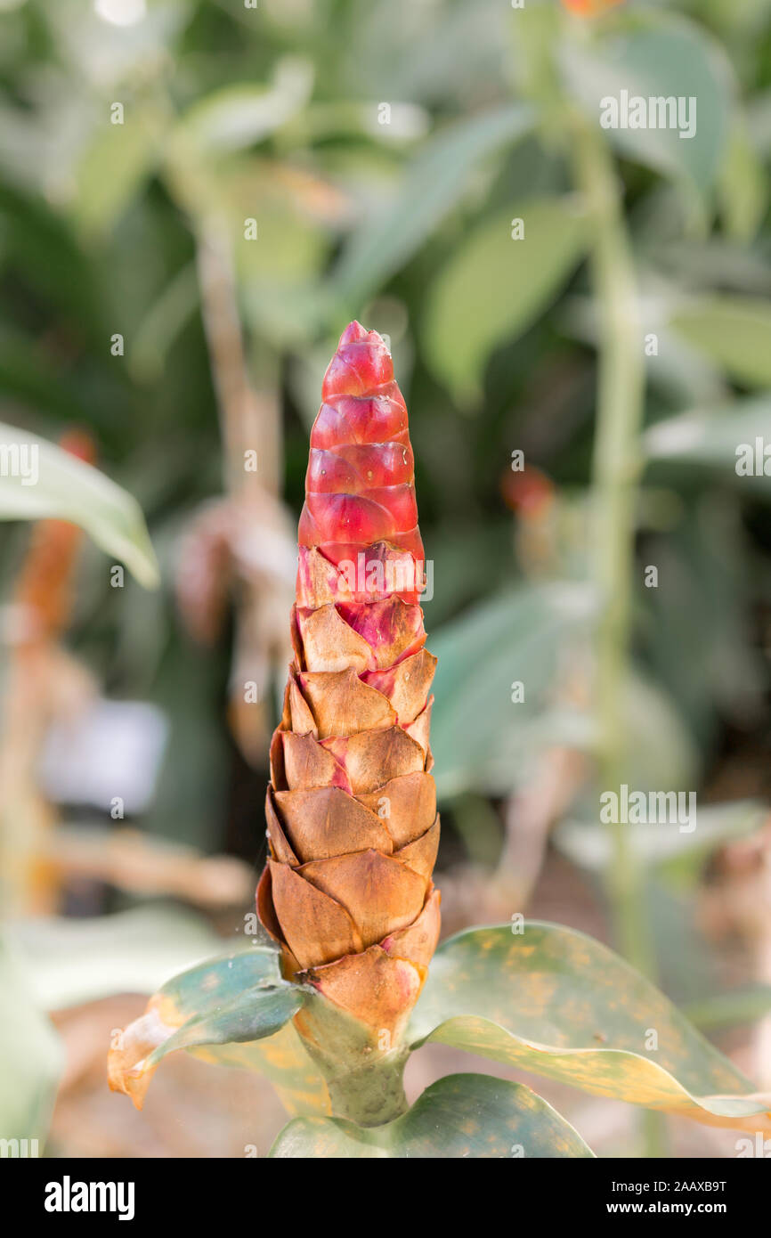 Close-up of red cone of red button ginger plant, Costus woodsonii, in garden of Edison estate, Fort Myers, Florida, USA Stock Photo