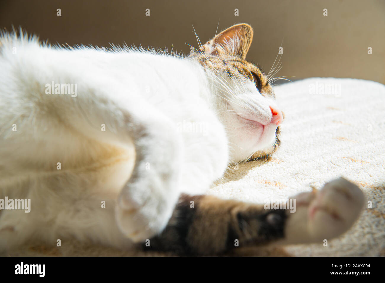 Tabby and white cat lying sunbathing Stock Photo - Alamy