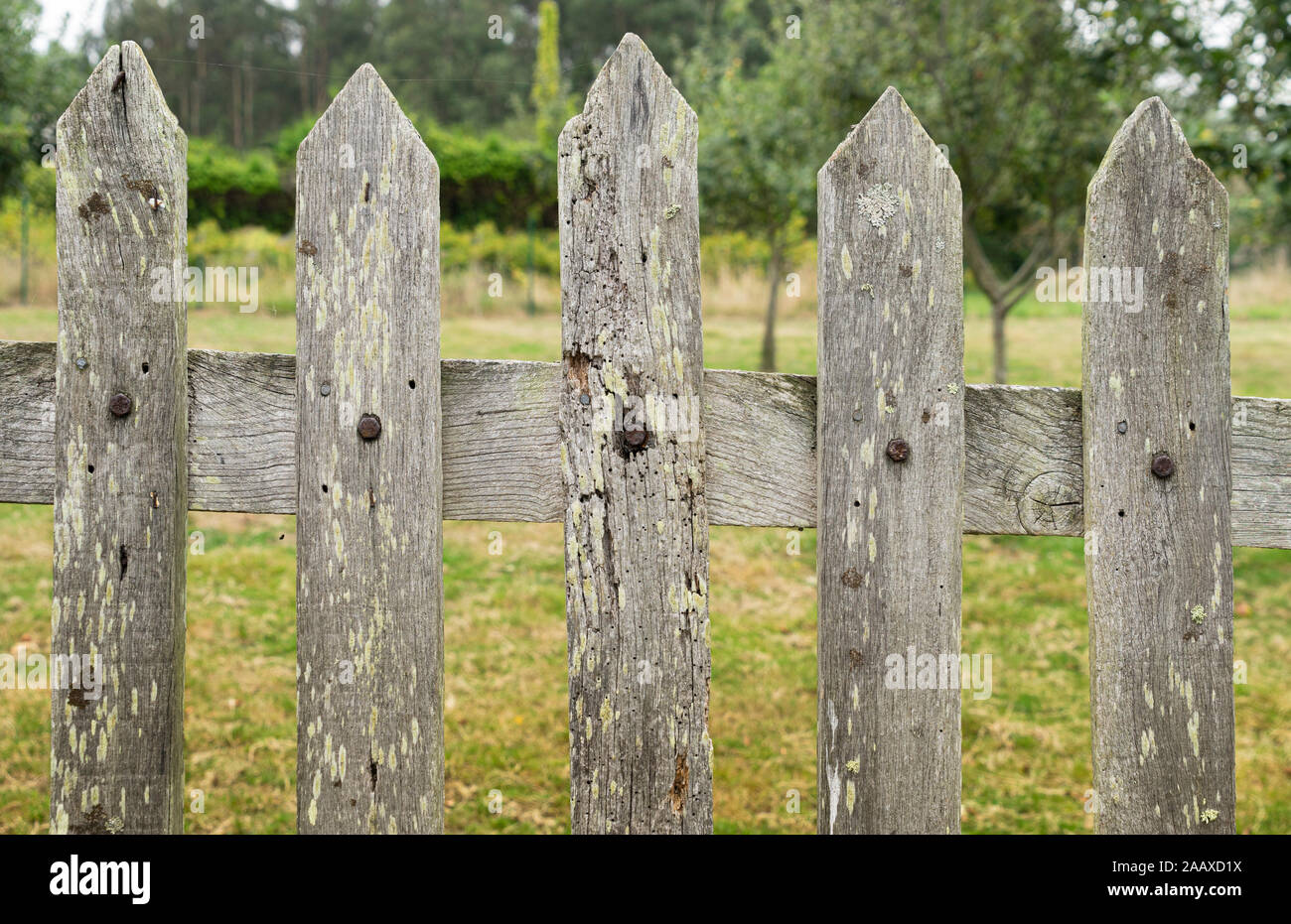 Old wooden fence with a lot of texture in gray tone with the unfocused ...
