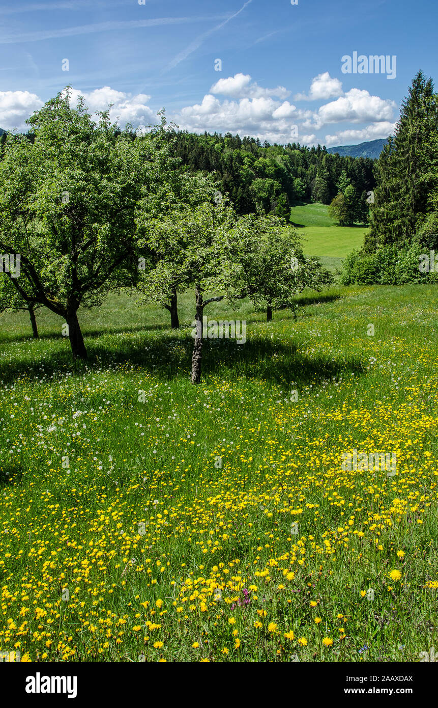 The family-oriented design of the plot and the recultivation of an orchard meadow Stock Photo