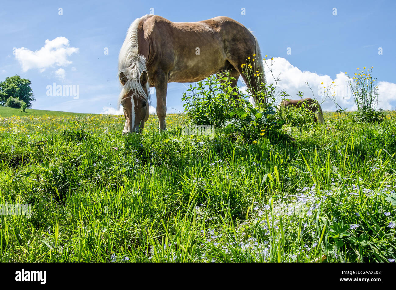 Horses in a Meadow in Bavaria Stock Photo