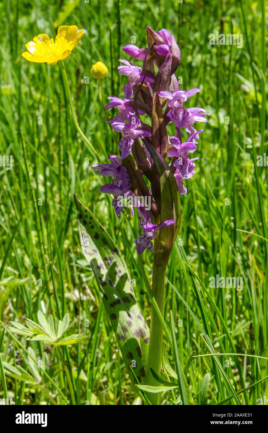 The Orchidaceae are a diverse and widespread family of flowering plants, with blooms that are often colourful and fragrant, commonly known as the orch Stock Photo