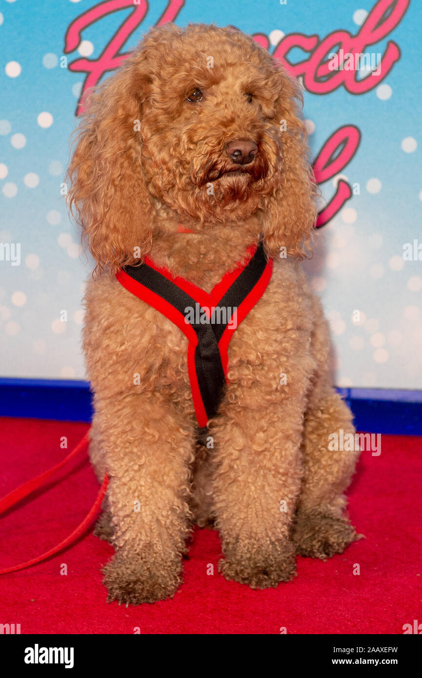 waffle the wonder dog toy