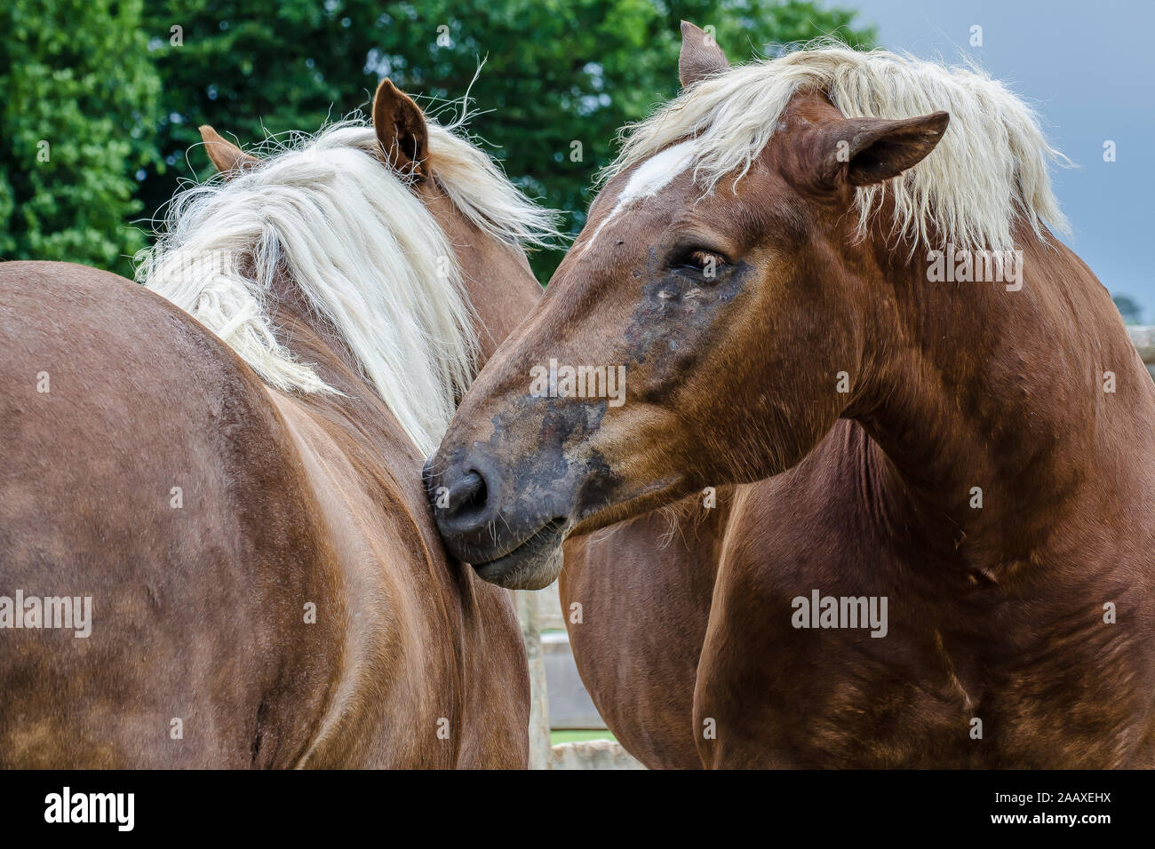 Animals on a farm Stock Photo - Alamy