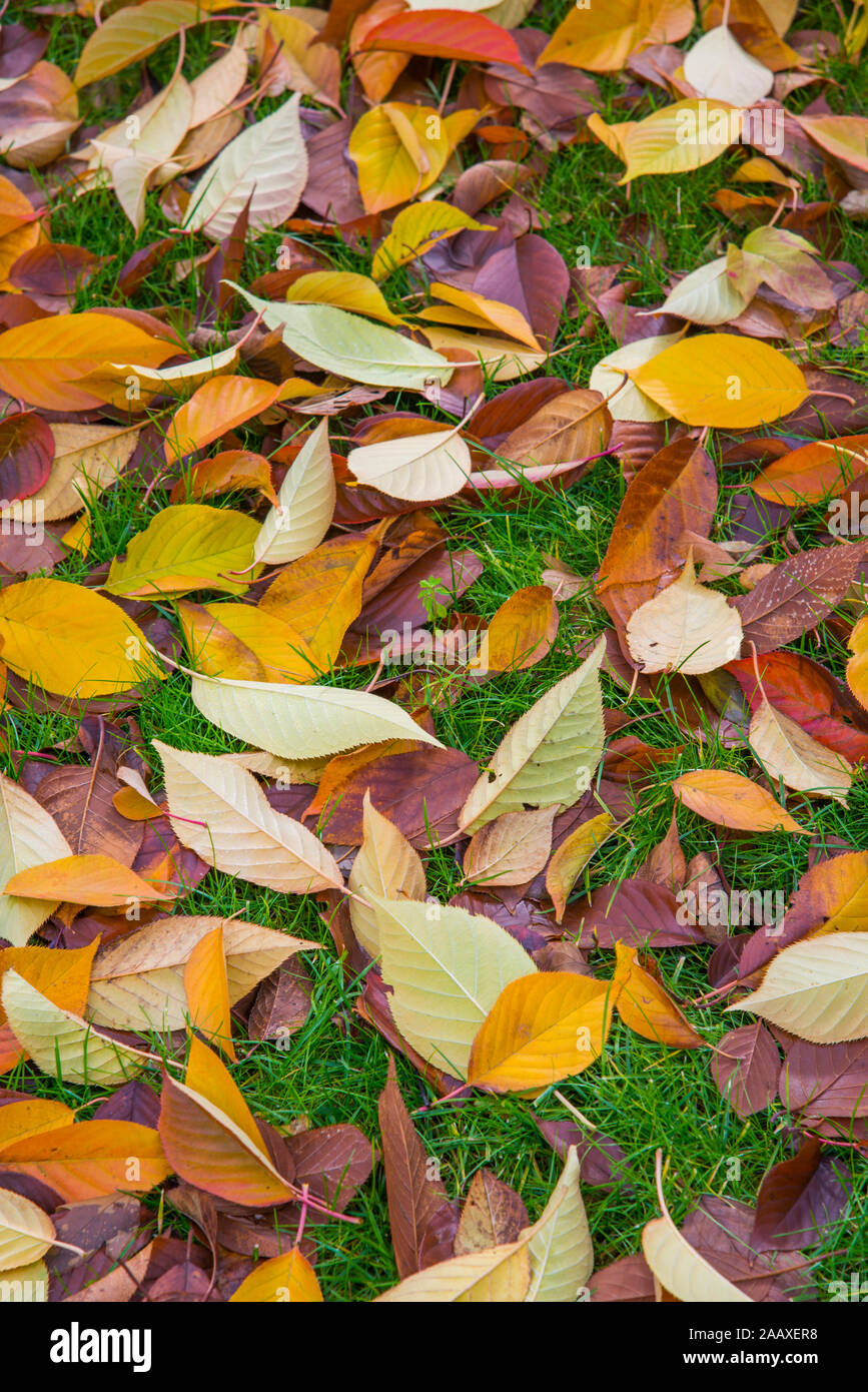 Fallen leaves in Autumn Stock Photo