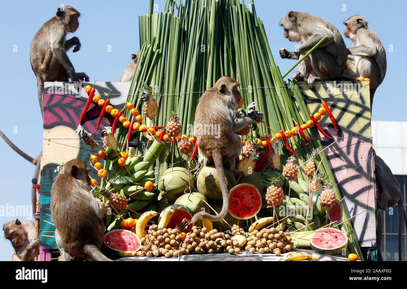 Monkey buffet festival hi-res stock photography and images - Alamy