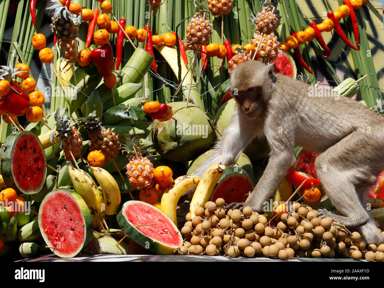A monkey eat fruits and vegetables during the 31st annual Monkey Buffet  Festival at the Phra Prang Sam Yot temple in Lopburi province, north of  Bangkok, Thailand Stock Photo - Alamy